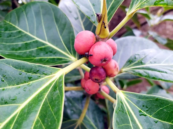 red fruits of banyan tree with big leafs