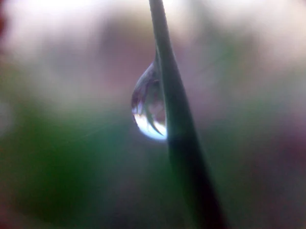 Krople Deszczu Małych Zielonych Liści — Zdjęcie stockowe