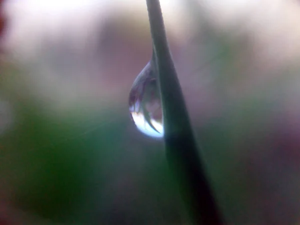 Rain Drops Small Green Leaves — Stock Photo, Image