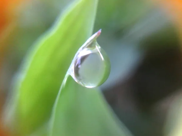 Σταγόνες Βροχής Μικρά Πράσινα Φύλλα — Φωτογραφία Αρχείου