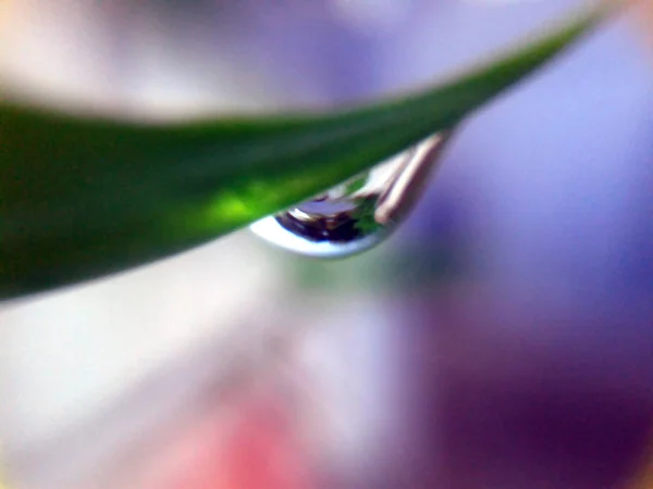 Краплі Дощу Невеликих Зелених Листках — стокове фото