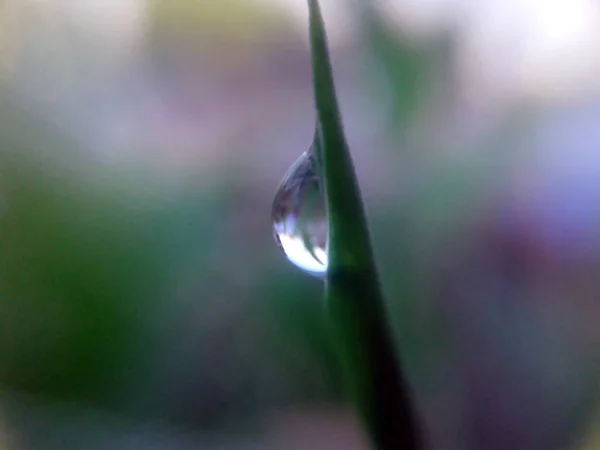 Rain Drops Small Green Leaves — Stok Foto