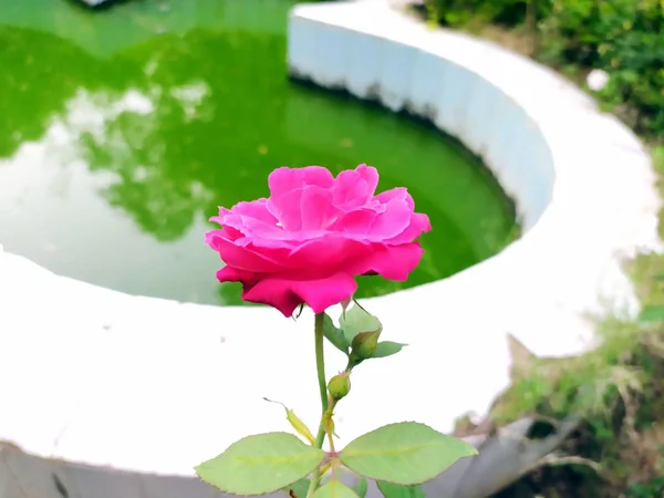 Rosa Rosa Flor Jardín Con Estanque Agua — Foto de Stock