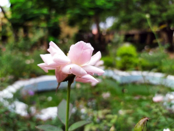 Biała Róża Ogrodzie Zielonymi Liśćmi — Zdjęcie stockowe