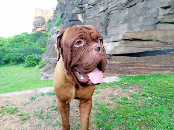 mastiff köpek sabah yürüyüşünde yürüyüş