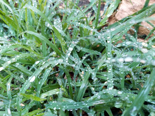 Μικρές Σταγόνες Βροχής Μικρά Φύλλα Φυτών — Φωτογραφία Αρχείου