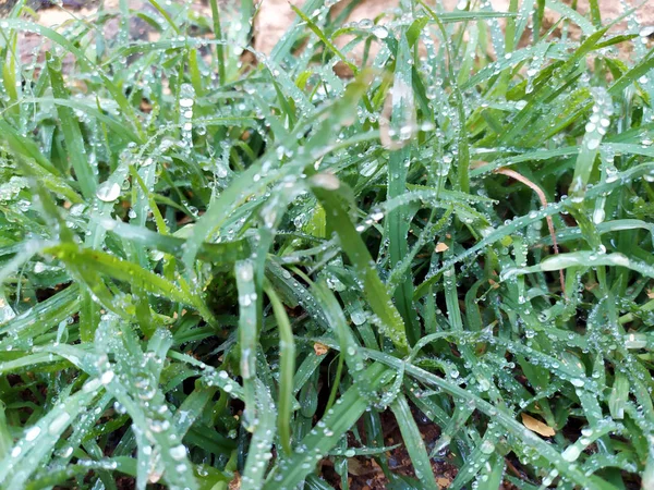 Gotas Chuva Pequenas Folhas Plantas Pequenas — Fotografia de Stock