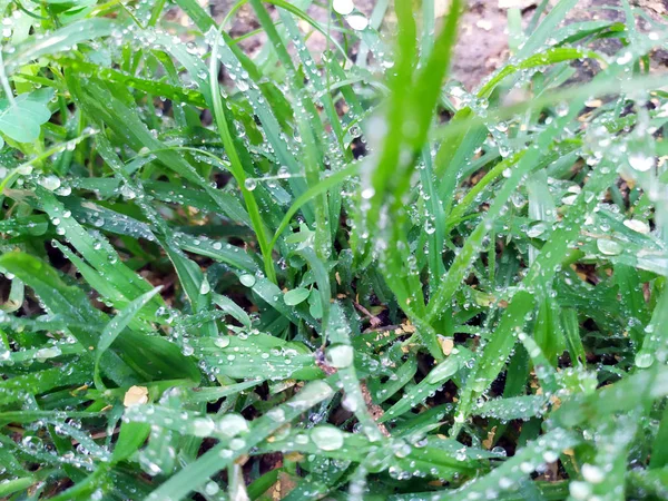 小さな植物の葉に小さな雨滴 — ストック写真