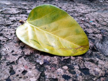 yerde yatan banyan ağacının büyük sarı yaprağı