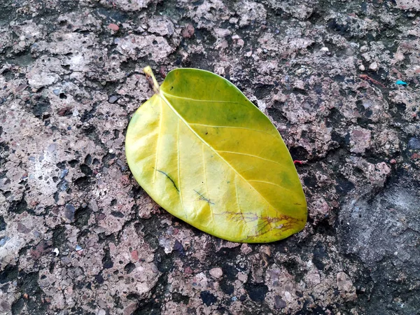Big Yellow Leaf Banyan Tree Laying Ground — Stock Photo, Image