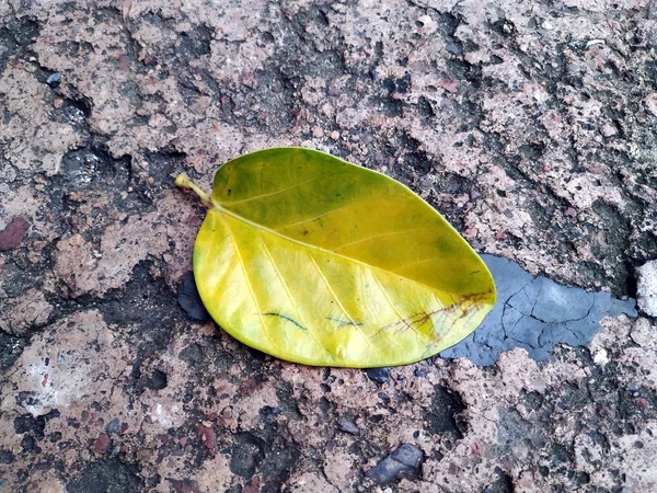 Yerde Yatan Banyan Ağacının Büyük Sarı Yaprağı — Stok fotoğraf