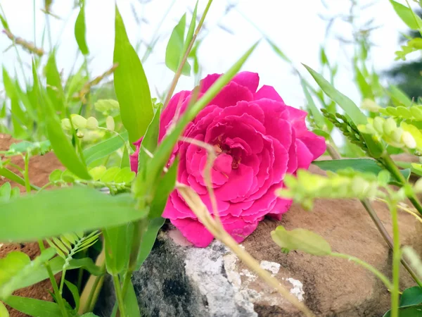 Rosa Roja Puesta Camino — Foto de Stock