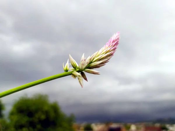 Több Színű Virág Kis Zöld Növények — Stock Fotó