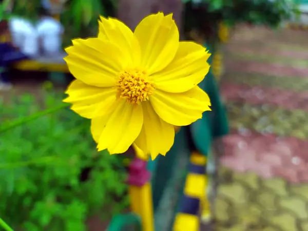 Fleur Jaune Fleurit Sur Une Petite Plante Verte — Photo