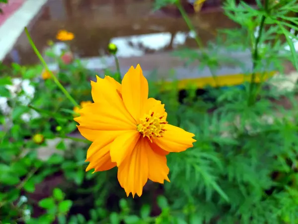 Gelbe Blume Blüht Auf Einer Kleinen Grünen Pflanze — Stockfoto