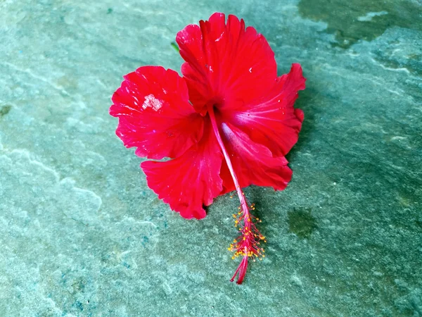 Flor Hibisco Rojo Poner Sobre Fondo Piedra — Foto de Stock
