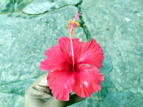 Flor Hibisco Rojo Poner Sobre Fondo Piedra — Foto de Stock