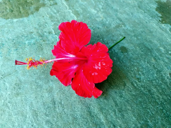 Flor Hibisco Rojo Poner Sobre Fondo Piedra — Foto de Stock