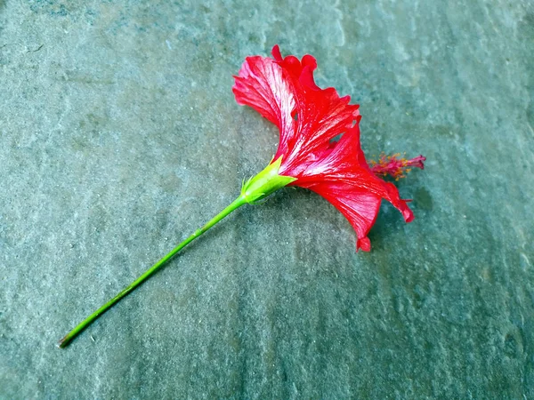 Flor Hibisco Vermelho Colocar Fundo Pedra — Fotografia de Stock