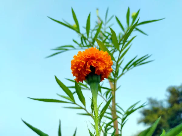 Sarı ve turuncu kadife çiçekleri (tagetes) çiçek açar