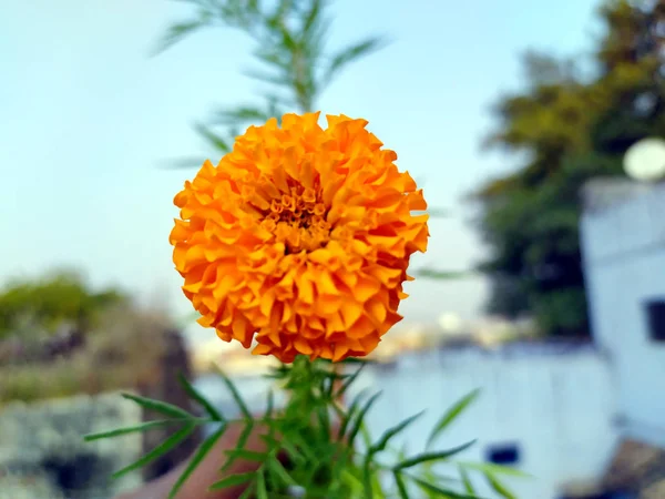 Žluté Oranžové Květy Měsíčku Tagety Květu — Stock fotografie