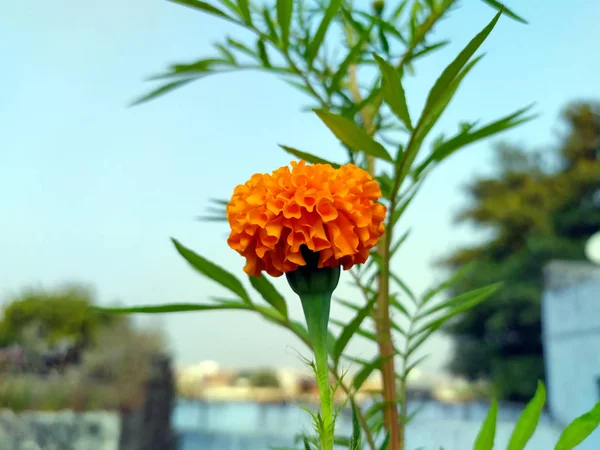 Gelbe Und Orangefarbene Ringelblumen Tagetes Voller Blüte — Stockfoto