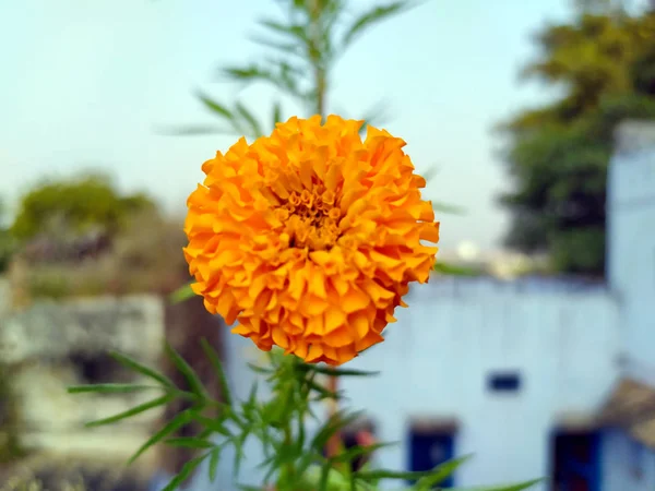 Gelbe Und Orangefarbene Ringelblumen Tagetes Voller Blüte — Stockfoto