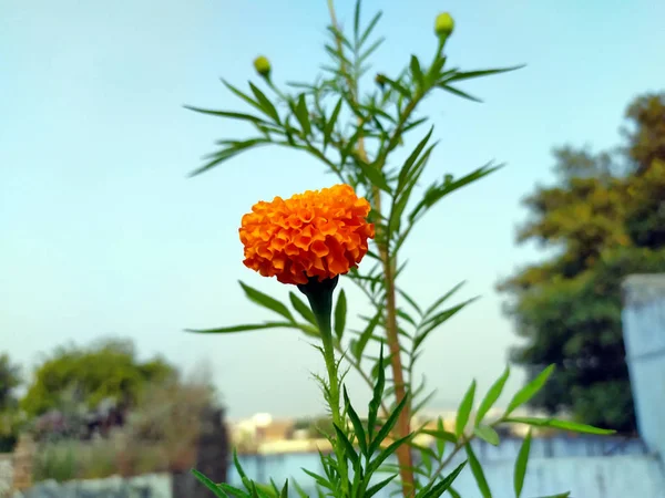 Gelbe Und Orangefarbene Ringelblumen Tagetes Voller Blüte — Stockfoto