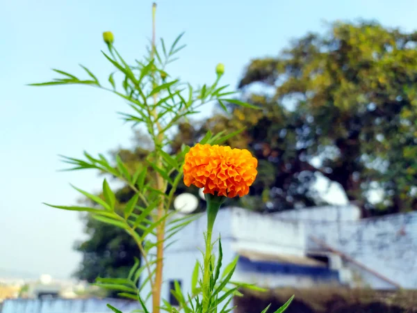 Gelbe Und Orangefarbene Ringelblumen Tagetes Voller Blüte — Stockfoto
