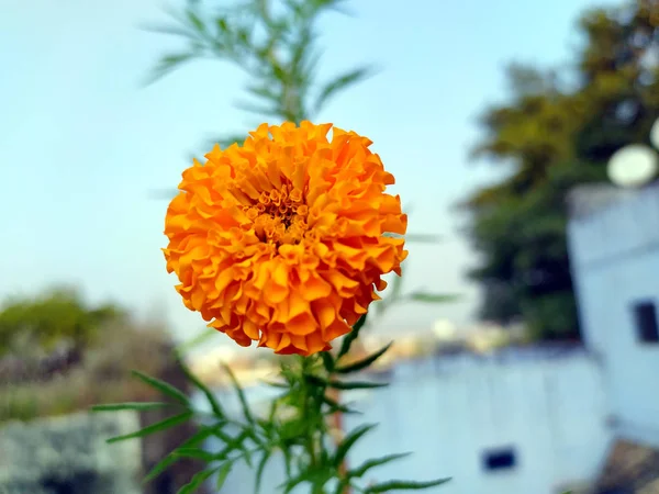 Sárga Narancs Marigold Virágok Tagetes Virágban — Stock Fotó
