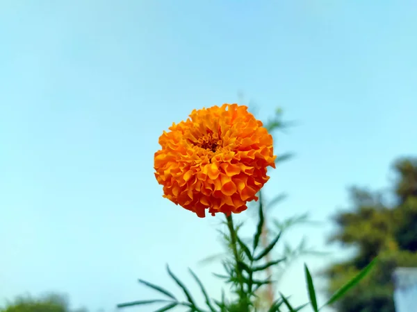 Жовті Помаранчеві Квіти Чорнобривців Язичники Цвітіння — стокове фото