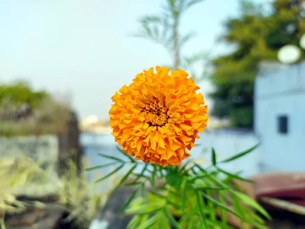 Gelbe Und Orangefarbene Ringelblumen Tagetes Voller Blüte — Stockfoto