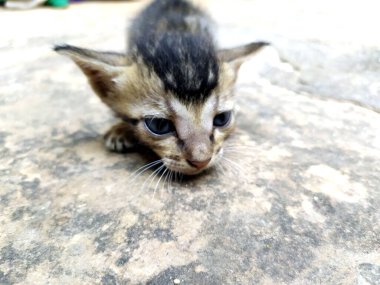 Siyah beyaz bir kedi yavrusu taştan bir arka planda oturuyor.