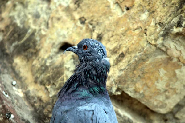 Piccione Terreno Marciapiede Una Città Piccione Piedi Colomba Piccione — Foto Stock