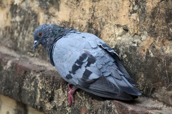 Piccione Terreno Marciapiede Una Città Piccione Piedi Colomba Piccione — Foto Stock