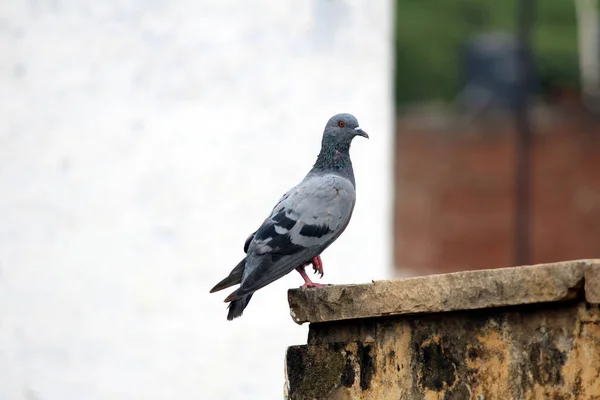 Pigeon on a ground or pavement in a city. Pigeon standing. Dove or pigeon