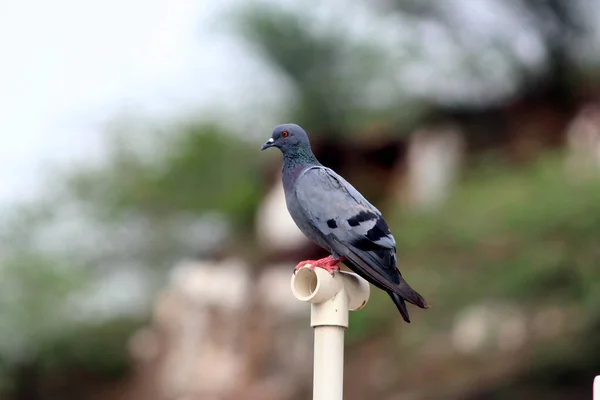 비둘기가 있거나 도시에 보도가 비둘기가서 비둘기나 비둘기 — 스톡 사진