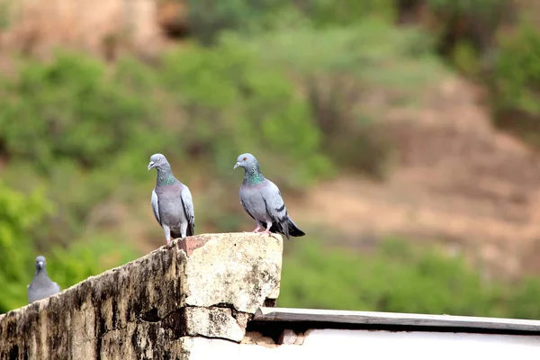 Pigeon Assis Sur Mur Briques — Photo