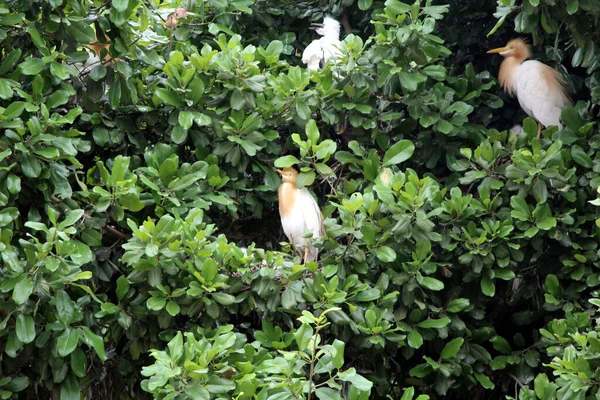 Alcuni Uccelli Bianchi Seduti Grande Albero Verde — Foto Stock