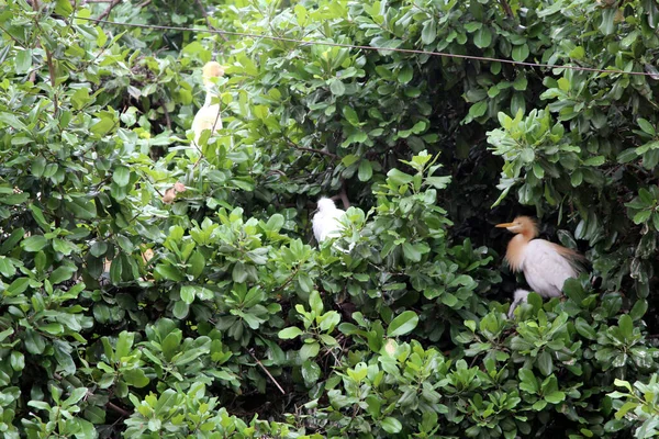 Κάποια Λευκά Πουλιά Κάθονται Ένα Μεγάλο Πράσινο Δέντρο — Φωτογραφία Αρχείου