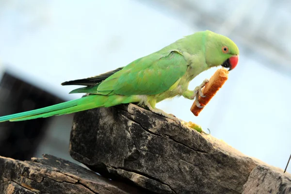 Uccello Verde Pappagallo Mangiare Cibo — Foto Stock