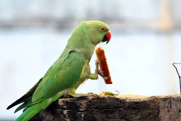 Uccello Verde Pappagallo Mangiare Cibo — Foto Stock