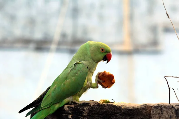 Uccello Verde Pappagallo Mangiare Cibo — Foto Stock