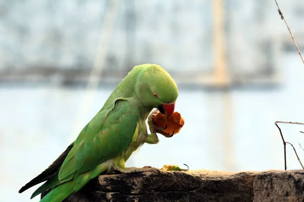 a green bird  parrot eat food