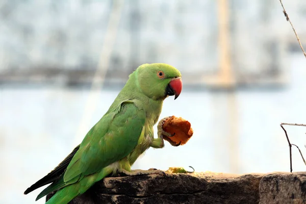 Uccello Verde Pappagallo Mangiare Cibo — Foto Stock