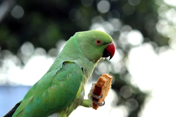 Uccello Verde Pappagallo Mangiare Cibo — Foto Stock