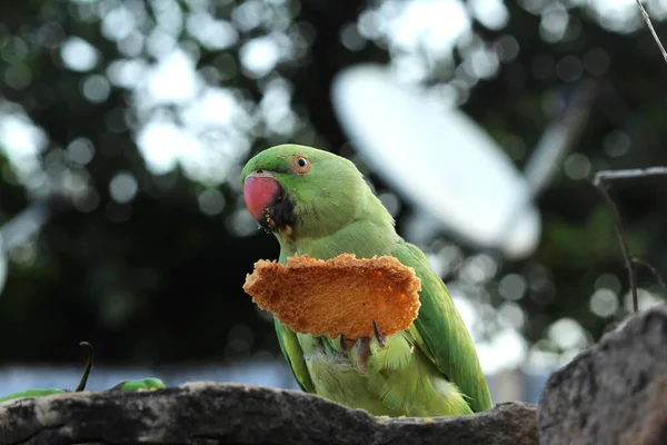 Uccello Verde Pappagallo Mangiare Cibo — Foto Stock