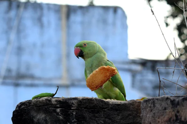 a green bird  parrot eat food