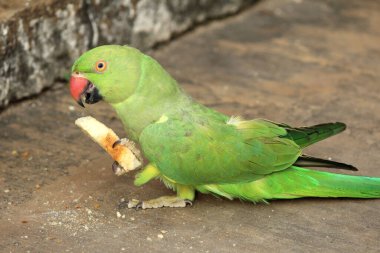 Yeşil bir papağan yemek yer. 