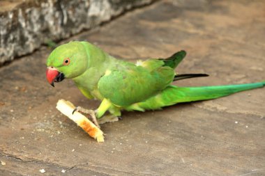 Yeşil bir papağan yemek yer. 